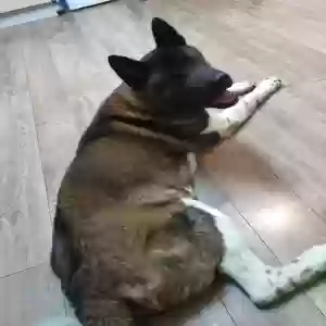 adoptable Dog in Aberdeen, Scotland named Bear