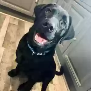 adoptable Dog in Wolverhampton, England named Ollie