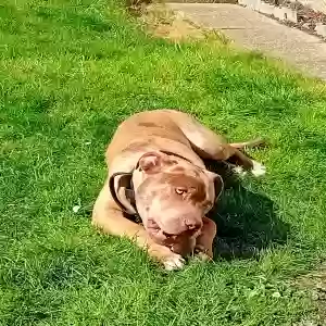 adoptable Dog in , england named Diesel