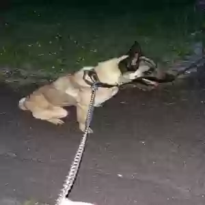 adoptable Dog in Manchester, England named Kiara