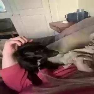 adoptable Dog in Winchester, England named nelson