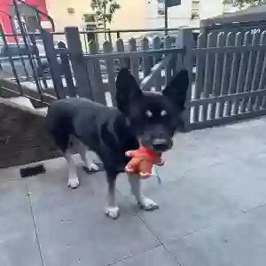 adoptable Dog in London, England named Lockie