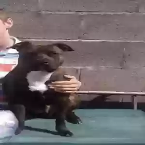 adoptable Dog in Bristol, England named Unknown