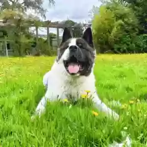 adoptable Dog in London, England named Hugo