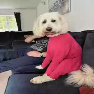 adoptable Dog in , Scotland named Skye