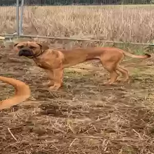 adoptable Dog in Perth, Scotland named BERT