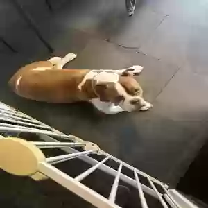 adoptable Dog in London, England named Teddy