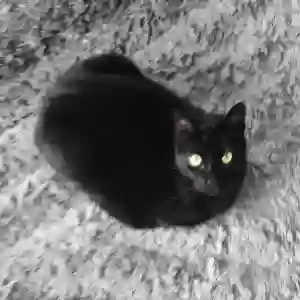 adoptable Cat in Southampton, England named Freddie