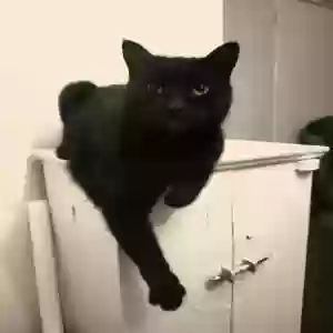 adoptable Cat in Southampton, England named Millie