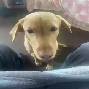 adoptable Dog in Edinburgh, Scotland named Archie