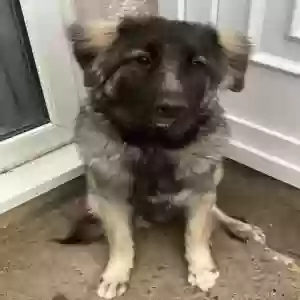 adoptable Dog in , Northern Ireland named Bear