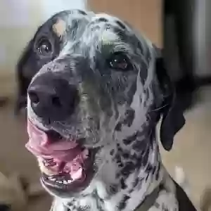 adoptable Dog in Manchester, England named Milo