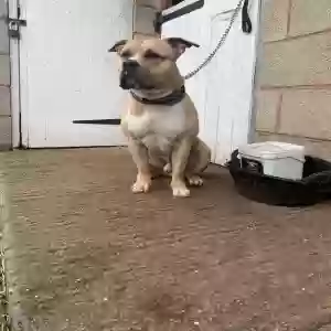 adoptable Dog in Wolverhampton, England named Rocko