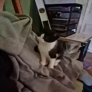 adoptable Cat in Preston, England named Kitten
