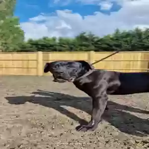 adoptable Dog in Newcastle upon Tyne, England named Apollo