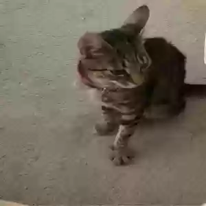 adoptable Cat in London, England named lola