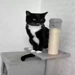 adoptable Cat in Coventry, England named Zeke (Ezekiel)