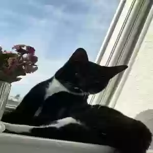 images/pets/original/2504_actual_two.webp