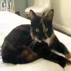 adoptable Cat in Coventry, England named Luna