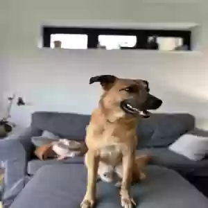 adoptable Dog in Essex, United Kingdom named Buddy