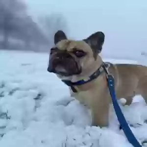 adoptable Dog in Derby, England named Bailey