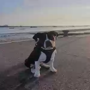 adoptable Dog in London, England named Prince