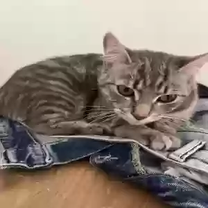 adoptable Cat in Manchester, England named Unknown