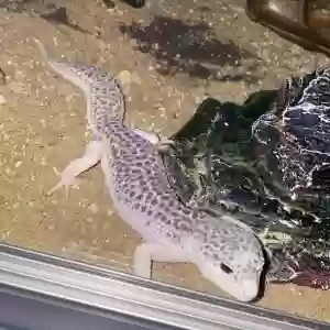 adoptable Reptile in Southampton, England named Echo