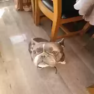 adoptable Dog in Nottingham, England named Unknown