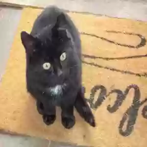 adoptable Cat in , Scotland named Blackie