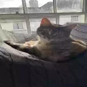 adoptable Cat in Portsmouth, England named Minnie