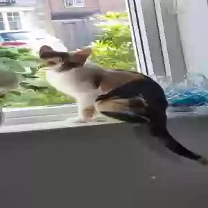adoptable Cat in , Scotland named Unknown