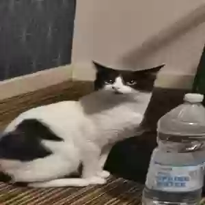 adoptable Cat in Manchester, England named Domino