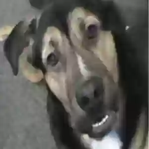 adoptable Dog in Edinburgh, Scotland named Atlas