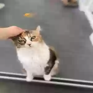 adoptable Cat in Kingston Upon Hull, England named Mia