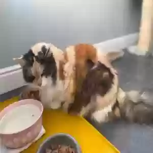 adoptable Cat in Kingston Upon Hull, England named Stella