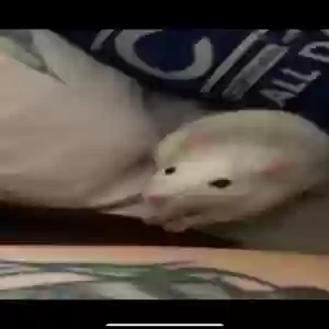 adoptable  in Bradford, England named Salt