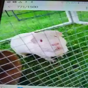 adoptable  in Sheffield, England named Noodle