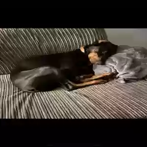 images/pets/original/2577_actual_three.webp