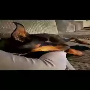 images/pets/original/2577_actual_two.webp