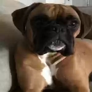 adoptable Dog in Glasgow, Scotland named Lanah
