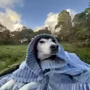 adoptable Dog in , Wales named Skye
