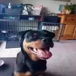 adoptable Dog in Edinburgh, Scotland named roxy