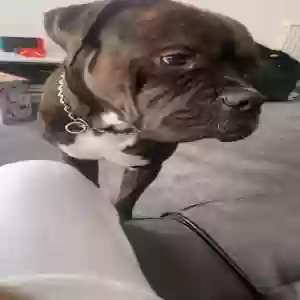 adoptable Dog in London, England named Major