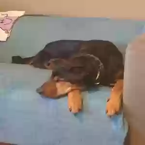 adoptable Dog in Wolverhampton, England named Rocky