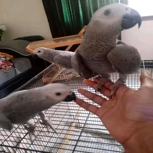 adoptable Bird in Dundee, Scotland named Loris