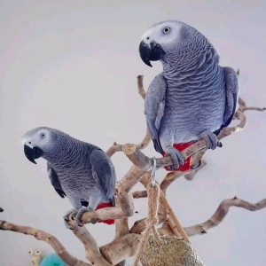 adoptable Bird in , Wales named Loris