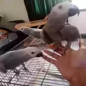 adoptable Bird in St Albans, England named Loris