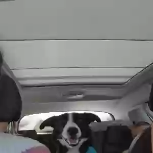 adoptable Dog in Plymouth, England named Unknown