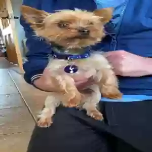 adoptable Dog in Bristol, England named Teddy